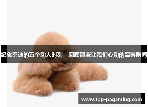 纪念泰迪的五个动人时刻:回顾那些让我们心动的温馨瞬间 纪念泰迪的五个动人时刻:回顾那些让我们心动的温馨瞬间
